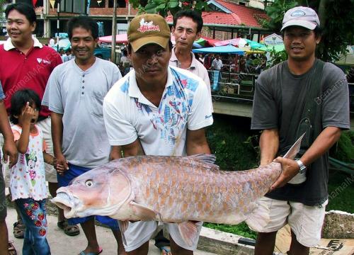 IKAN EMPURAU