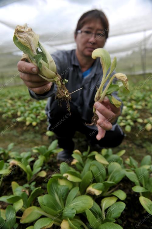 SK05_10012014_SAYUR