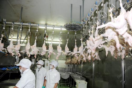 BEKALAN AYAM_RAYA