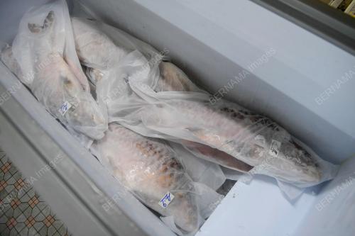 IKAN EMPURAU SARAWAK
