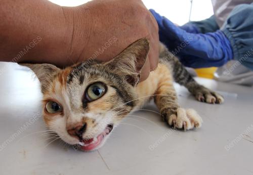 SK05_15072017_CEGAH_ANJING_GILA