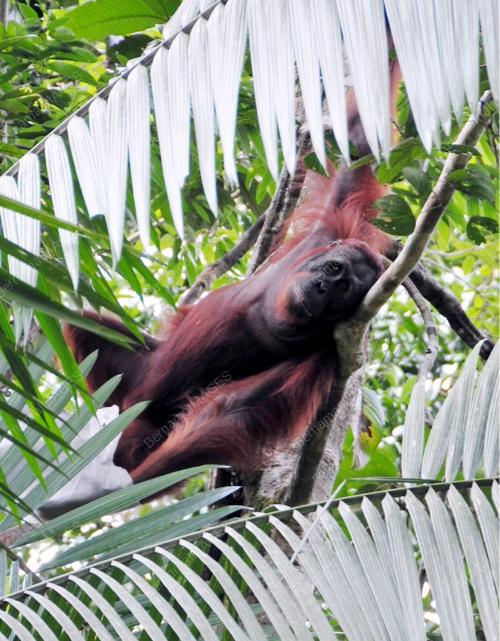 ORANGUTAN DI HUTAN SEMENGGOH