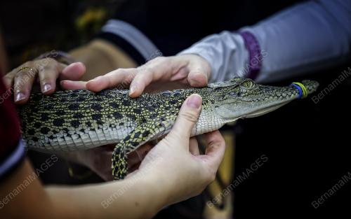 BUAYA