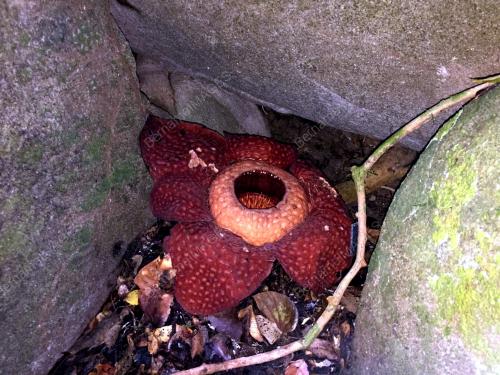 SK05_20112016_RAFFLESIA