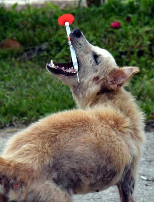 SK06_03012018_OPERASI_RABIES