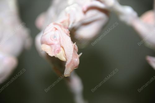BEKALAN AYAM_RAYA