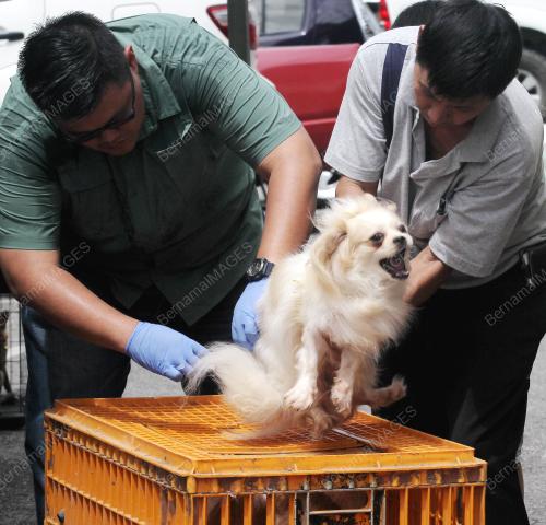 SK06_15072017_CEGAH_ANJING_GILA