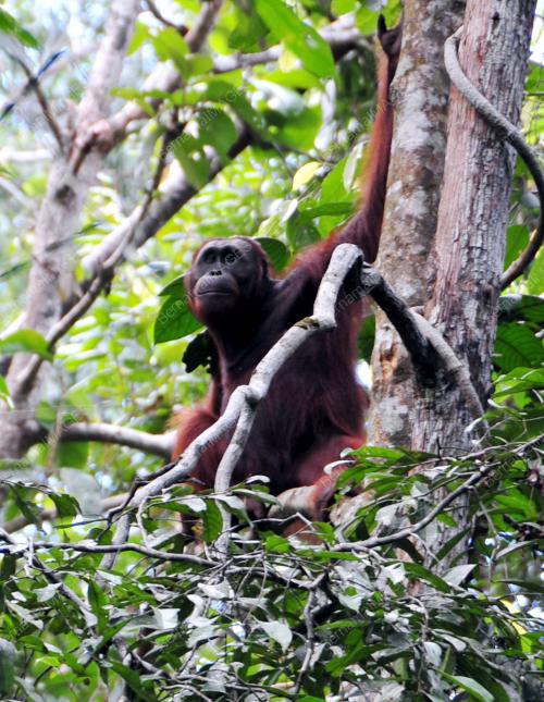 ORANGUTAN DI HUTAN SEMENGGOH