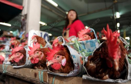 SK06_20022014_AYAM