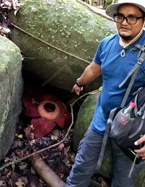 SK06_20112016_RAFFLESIA