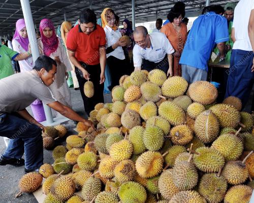 SK06_20122012_DURIAN