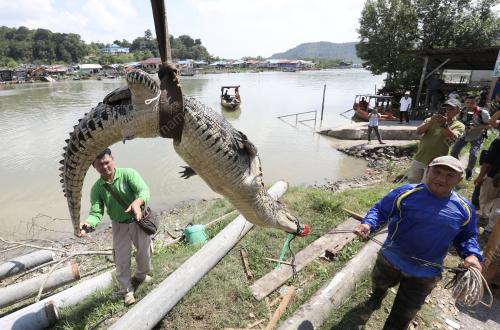 SK06_26062019_BUAYA