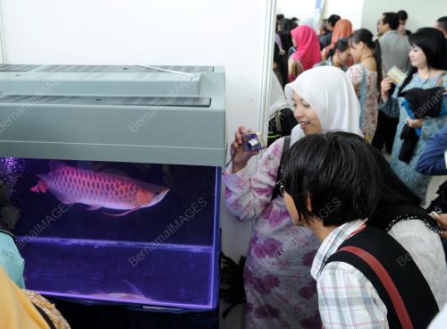 AROWANA