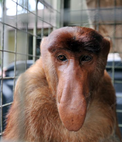 SK06_28032018_MONYET