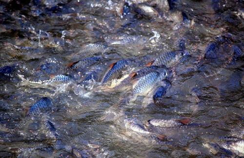 IKAN EMPURAU