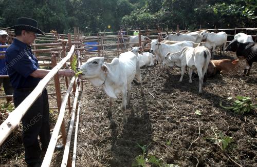 SK07_13102013_LEMBU