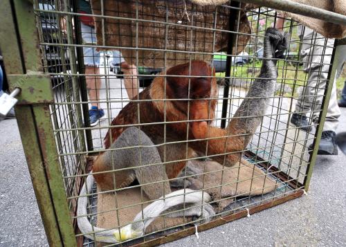 SK07_28032018_MONYET