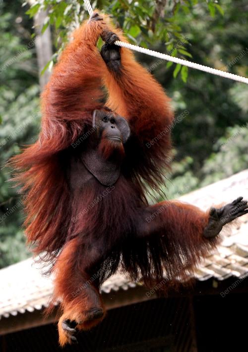 SK08_12032014_SULTAN_SEMENGGOH