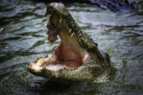 BUAYA