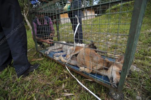 SK08_23072017_RABIES