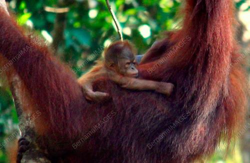 SK08_23092016_NEW_BORN