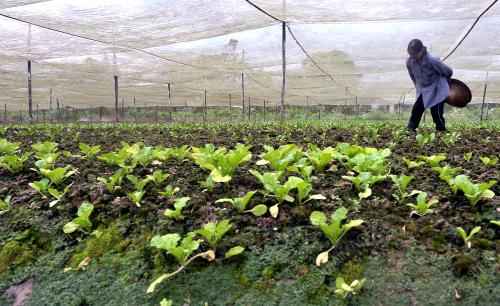 SK09_10012014_SAYUR