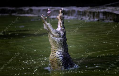 BUAYA