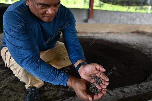 LALAT ASKAR HITAM (BSF)