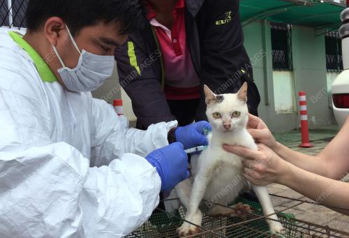 SK10_1507217_RABIES_KUCING_15072017
