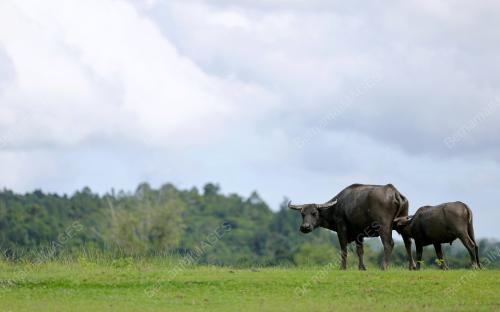 ADA Ã”MOZZARELLAÃ• DAN Ã”KUNDASANGÃ• DI LAWAS
