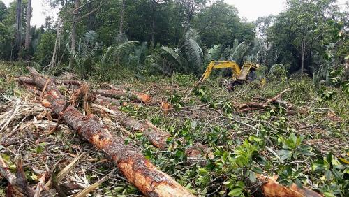 SK10_18032015_KAYU_BAKAU