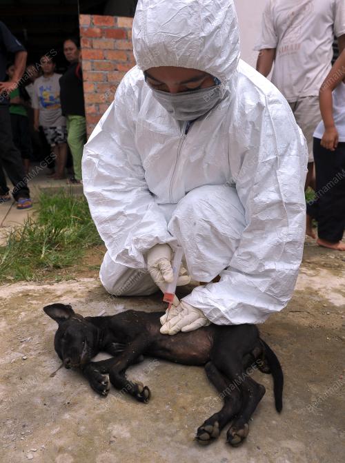 SK11_05072017_RABIES