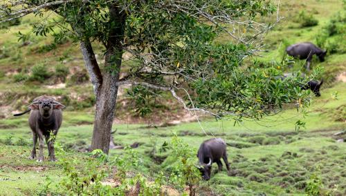 ADA Ã”MOZZARELLAÃ• DAN Ã”KUNDASANGÃ• DI LAWAS