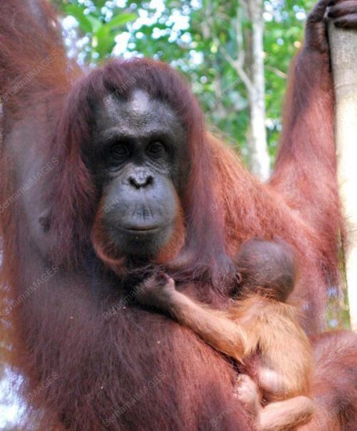 ORANG UTAN