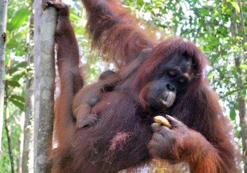 ORANG UTAN