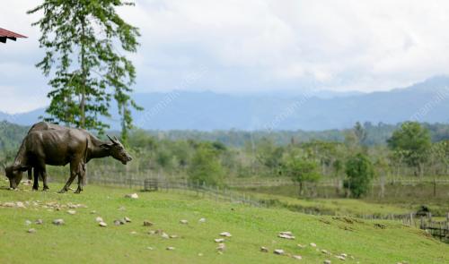ADA Ã”MOZZARELLAÃ• DAN Ã”KUNDASANGÃ• DI LAWAS