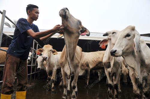 SK15_22092015_LEMBU