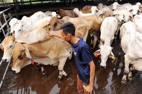 SK16_22092015_LEMBU