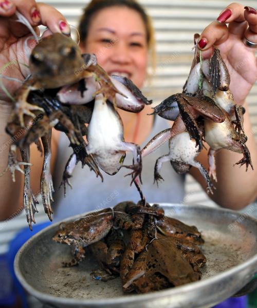 SK16_23042016_KATAK