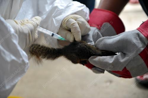 SK17_05072017_RABIES