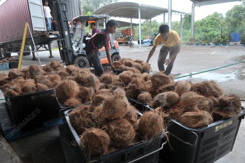 KELAPA SARAWAK