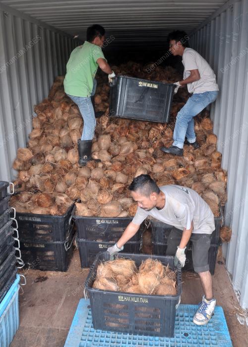 KELAPA SARAWAK