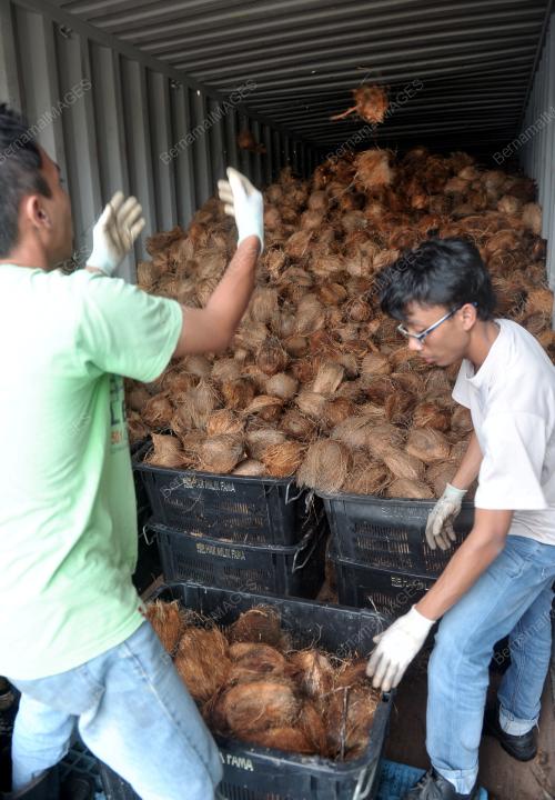 KELAPA SARAWAK