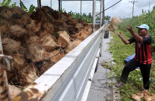 KELAPA SARAWAK