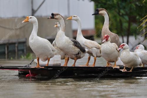 BANJIR