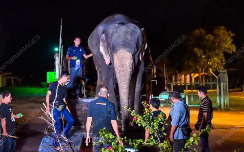 TABAL01_16102018_GAJAH