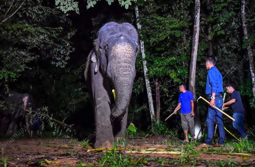 TABAL02_16102018_GAJAH