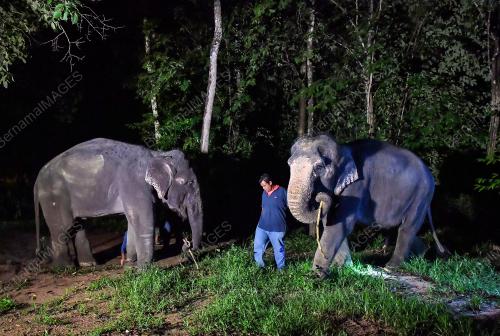 TABAL03_16102018_GAJAH