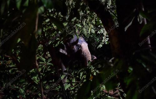 TABAL04_16102018_GAJAH
