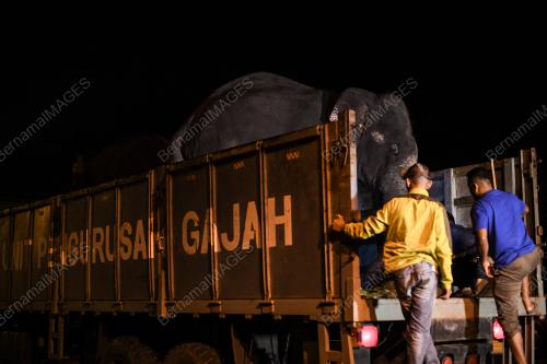 TABAL05_16102018_GAJAH
